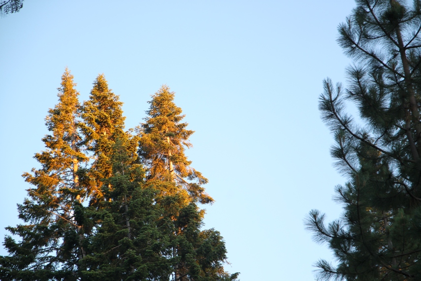 Sequoia National Forest